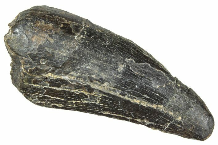 Tyrannosaur Tooth - Two Medicine Formation #241291